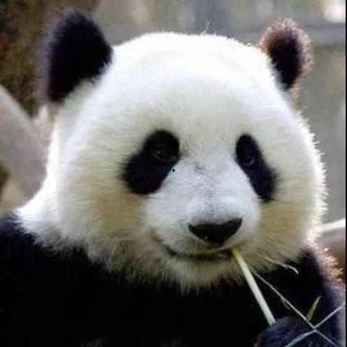 沙雕熊猫人吃瓜视频,笑料横生！