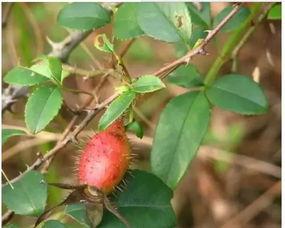 吃树瓜有哪些功效呢视频,揭秘吃树瓜的五大神奇功效