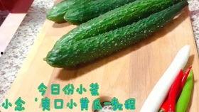 吃瓜视频黄瓜,黄瓜界的“网红”新宠