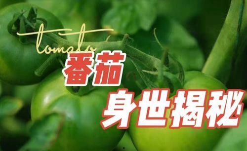 路边吃瓜文案视频素材,揭秘路边美食风云录