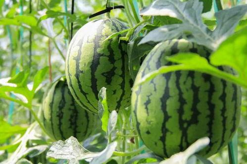 吃西瓜需要摘头瓜吗视频,吃瓜达人必看！