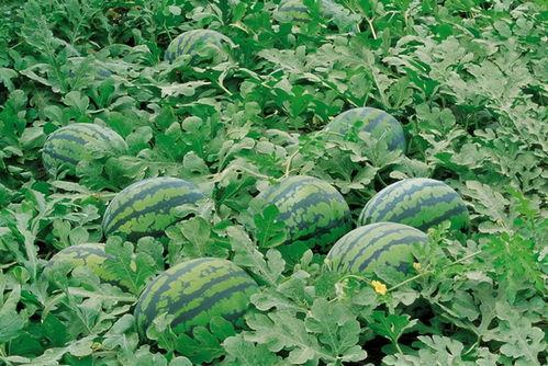 农村吃瓜视频素材下载,短视频素材背后的故事