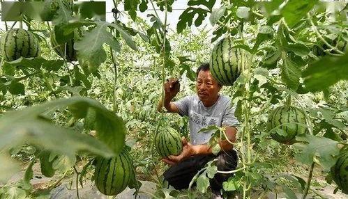 槐树瓜怎么吃的图片视频,图片视频教你轻松上手