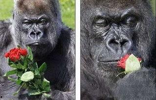 七颗猩猩理智吃瓜视频,揭秘网络热点背后的真相