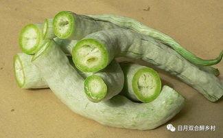 蛇瓜吃货视频下载安装,探索神秘美食，下载安装体验独特风味