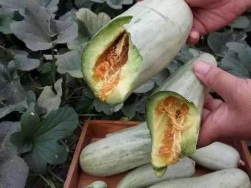 长的瓜要削皮吃吗视频讲解,长瓜削皮食用指南