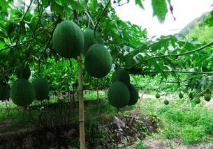 网红吃薄皮小吊瓜视频,口感惊艳引网友热议！