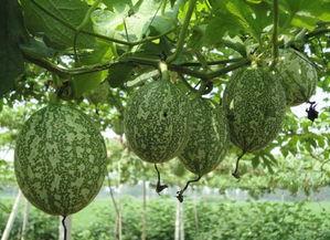 网红吃薄皮小吊瓜视频,口感惊艳引网友热议！