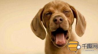 小狗吃土瓜好吗视频大全,趣味视频大盘点