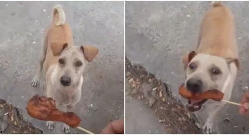 小狗吃土瓜好吗视频大全,趣味视频大盘点