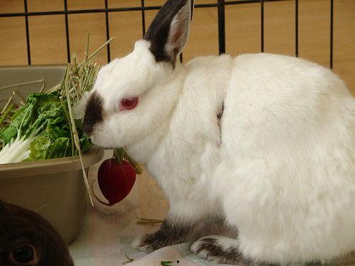 兔子可以吃白沙瓜吗视频,揭秘宠物饮食之谜
