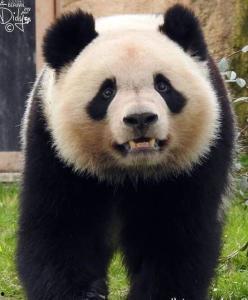 大熊猫圆梦吃瓜视频在线观看,一场别开生面的吃瓜盛宴