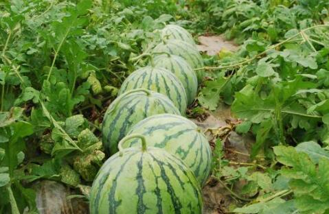 吃甜大瓜对身体好吗视频,甜蜜滋味背后的健康益处揭秘