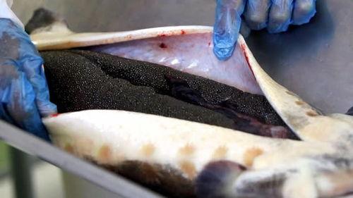 吃怪兽的鱼子酱的瓜视频,吃怪兽鱼子酱的奇幻之旅