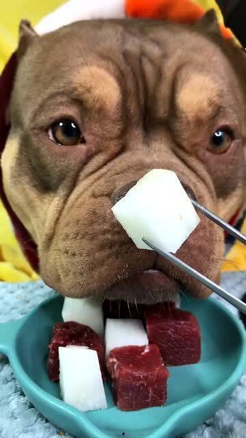 吃瓜幼崽真人视频下载,热门话题背后的真相