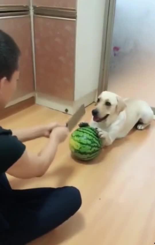 吃瓜群众被吓的视频,吃瓜群众目睹惊吓场面，心跳加速！