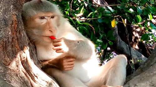 主播吃瓜吃成猴子视频,意外变身“猴子”引网友热议