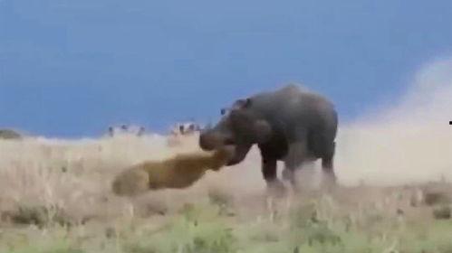 百兽直播间吃瓜视频下载,吃瓜视频背后的精彩瞬间