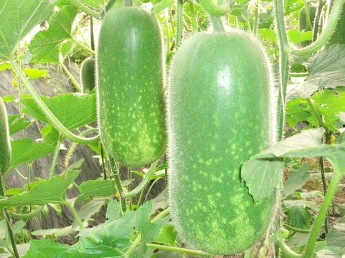 餐厅吃瓜视频素材大全高清,捕捉美食与欢乐的瞬间