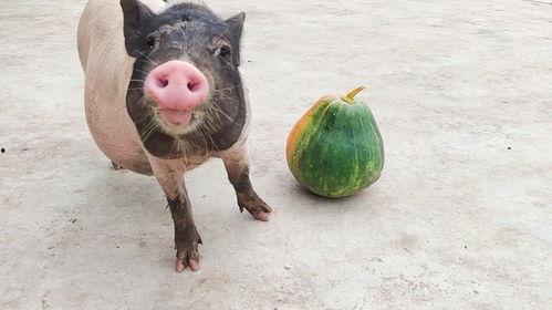 小猪吃瓜了吗视频播放全集,视频全集深度解析