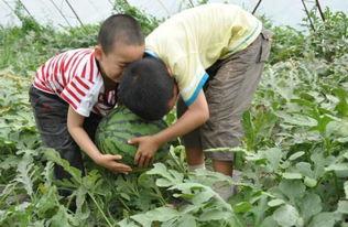 商洛本土吃瓜事件视频,一场引发热议的网络狂欢