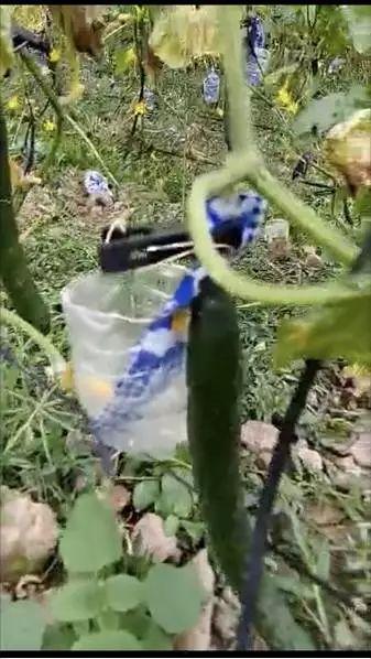 商洛本土吃瓜事件视频,一场引发热议的网络狂欢