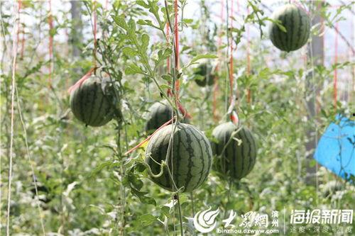 商洛本土吃瓜事件视频,一场引发热议的网络狂欢