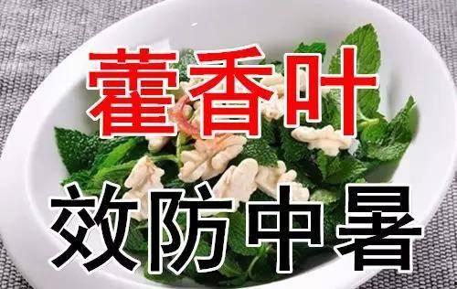 三叶瓜怎么吃才好吃视频,视频教你如何烹饪出最佳口感