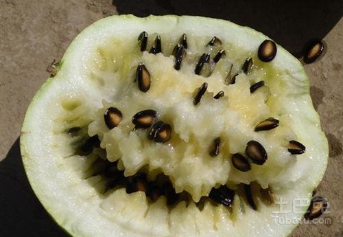 专门吃籽瓜的视频,一口咬下，尽享田园滋味