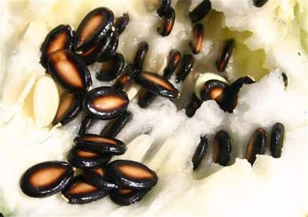 专门吃籽瓜的视频,一口咬下，尽享田园滋味