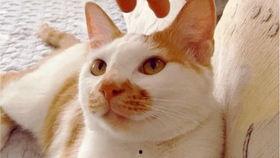 吃瓜的塔塔呀最新视频,笑料百出，趣味横生！