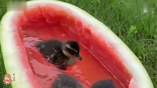鸭鸭吃瓜视频,揭秘娱乐圈幕后故事