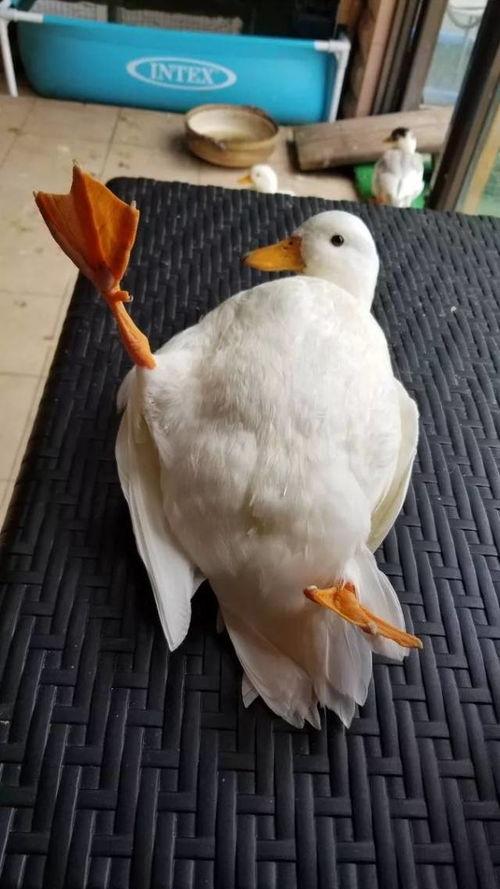 鸭鸭吃瓜视频,揭秘娱乐圈幕后故事