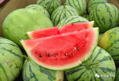 快切开瓜吧吃瓜视频,揭秘热门视频背后的趣味与真相