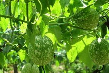 白吊瓜怎么吃最好吃视频,视频教你如何吃出最佳口感