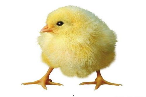 小鸡吃瓜技巧视频,趣味视频教你轻松养鸡