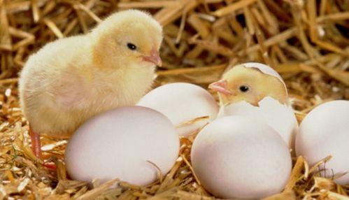 小鸡吃瓜技巧视频,趣味视频教你轻松养鸡