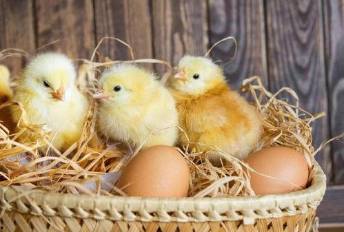 小鸡吃瓜技巧视频,趣味视频教你轻松养鸡