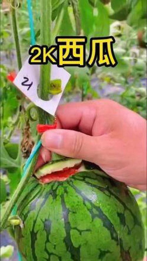 吃瓜视频带货怎么做,轻松吸粉，高效变现