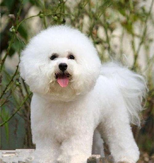 比熊可以吃黄皮瓜吗视频,揭秘宠物饮食新选择