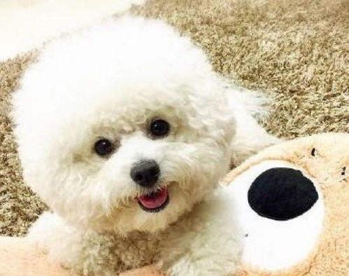 比熊可以吃黄皮瓜吗视频,揭秘宠物饮食新选择