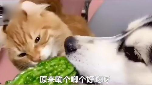 猫狗吃瓜视频在线观看,在线观看萌宠趣味瞬间