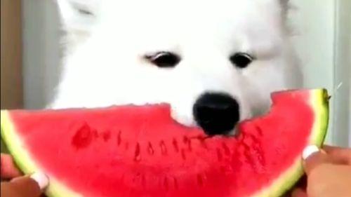 猫狗吃瓜视频在线观看,在线观看萌宠趣味瞬间