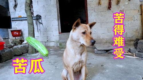 猫狗吃瓜视频在线观看,在线观看萌宠趣味瞬间