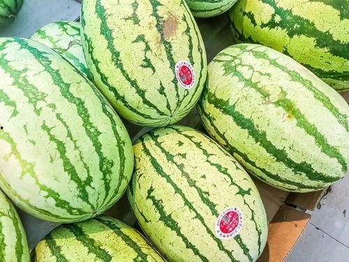 小石头吃瓜视频,揭秘娱乐圈幕后故事