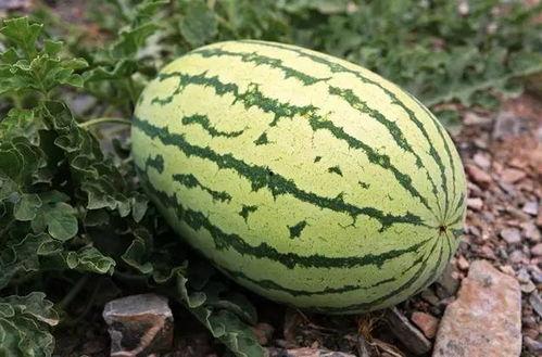 拍个吃瓜视频多少钱一个,制作吃瓜视频的成本解析