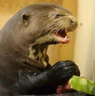 水獭吃瓜吃哭视频,萌态可掬哭笑不得