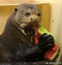 水獭吃瓜吃哭视频,萌态可掬哭笑不得