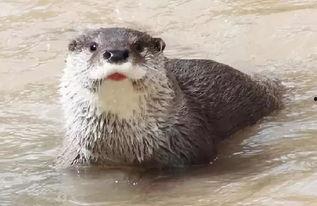 水獭吃瓜吃哭视频,萌态可掬哭笑不得