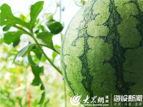 吃瓜开头视频怎么剪,揭秘热门事件幕后真相